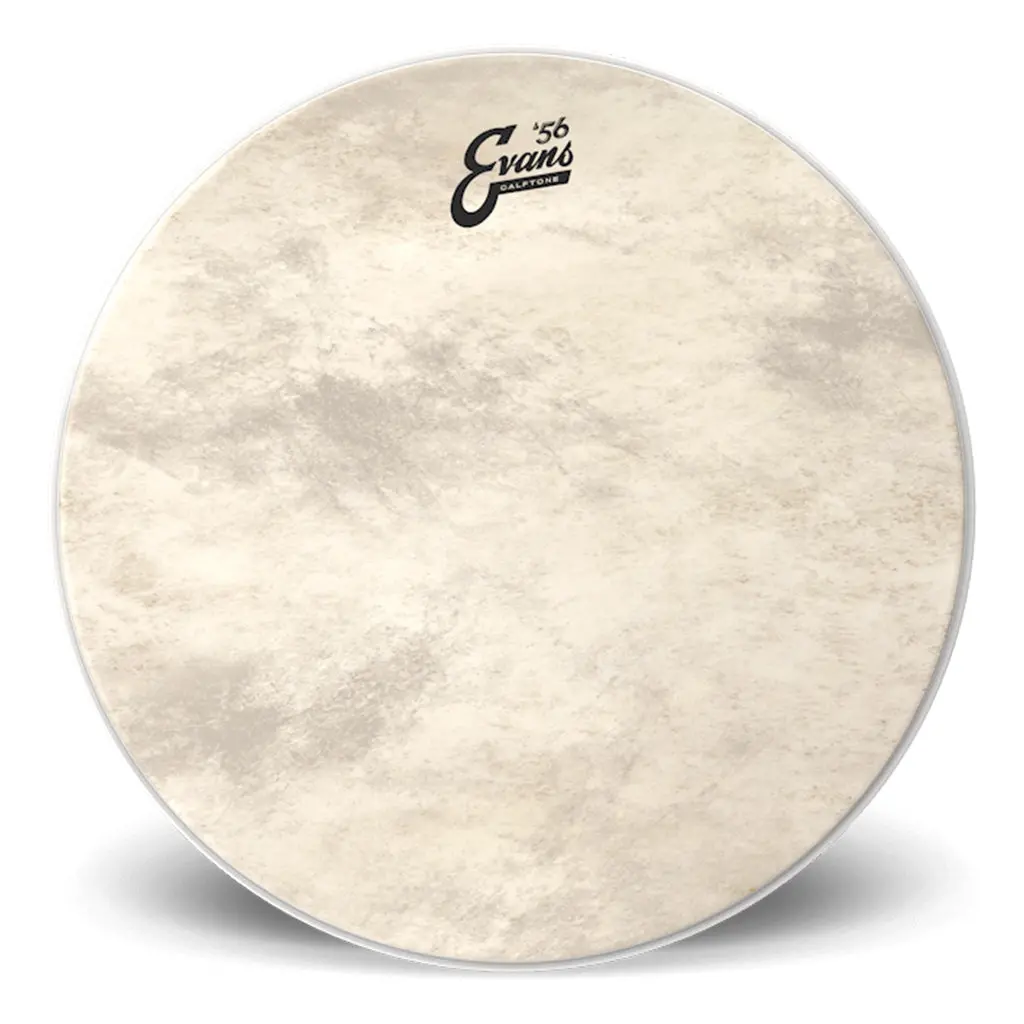 Evans 18" Calftone Bass 1